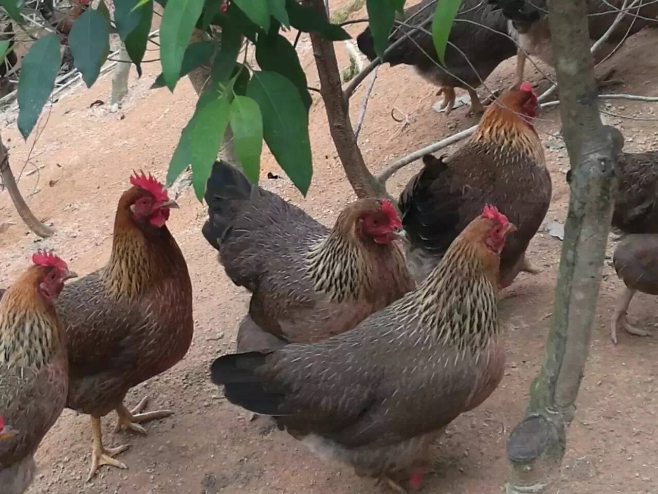 我敢保证,这是全汕头最好的“鸡店”!不按摩不看片,只叫①号鸡!