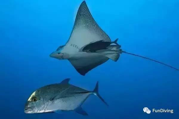 船宿推荐及价格,船宿推荐