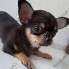 汪星人骑车,汪星人课堂防止狗狗走丢的小技巧