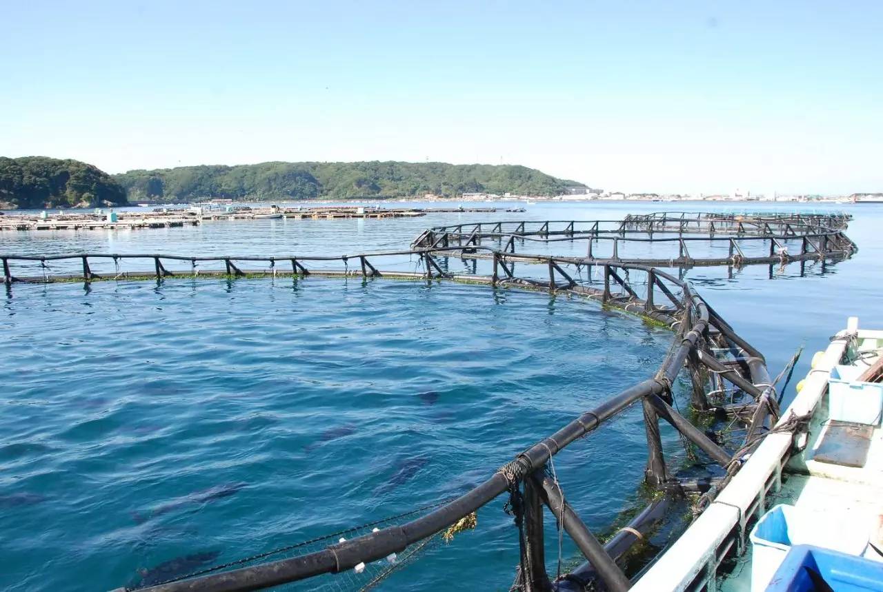 连曼殊都要去请教的日料教父，在捧红了杭州顶级日料后，竟然独自在解放路开了家亲民的料理小馆……