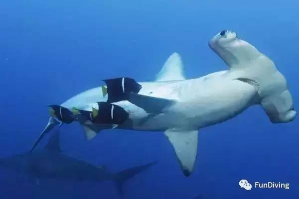 船宿推荐及价格,船宿推荐