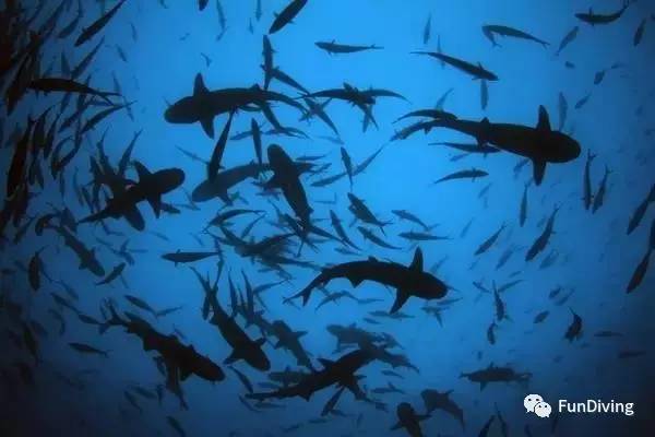 船宿推荐及价格,船宿推荐