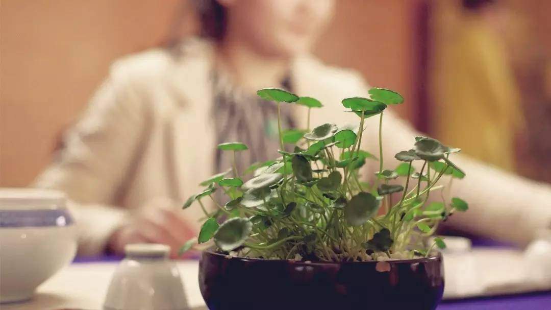 轻轻提起玫瑰花这三个字,就唇齿含香起来