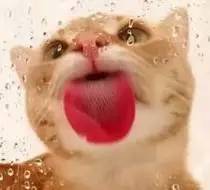 借自贸东风，金普这里火啦！买*口车进**优惠大，还能“点单订制”！