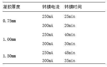 如何优雅地获得漂亮小分子蛋白条带