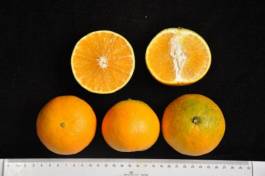 柑橘新优良种类,柑橘新品种介绍视频