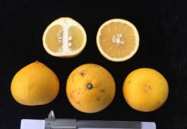 柑橘新优良种类,柑橘新品种介绍视频