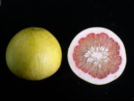 柑橘新优良种类,柑橘新品种介绍视频