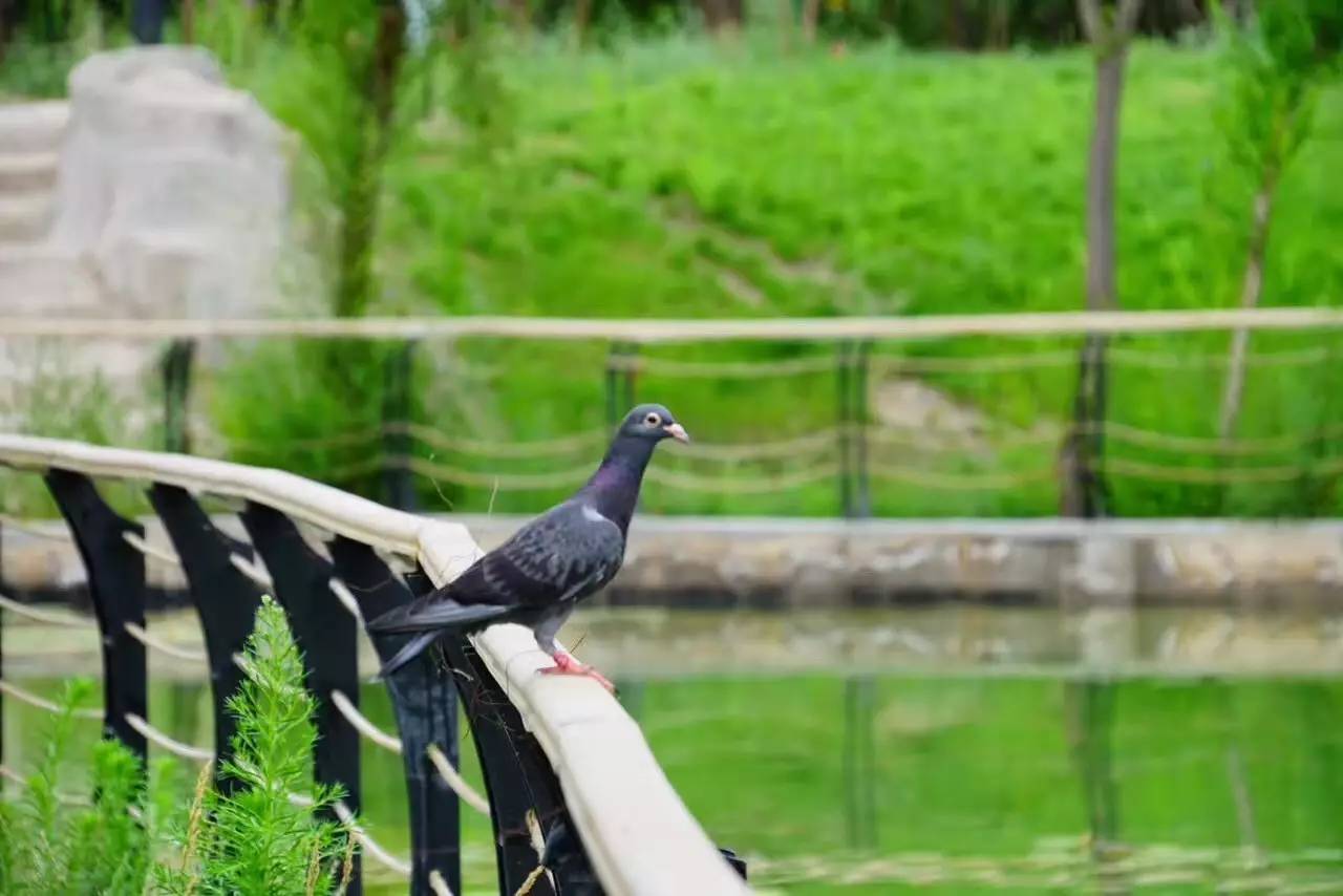 昌吉丝路庭州嘉年华2018,昌吉芸农庄旅游攻略