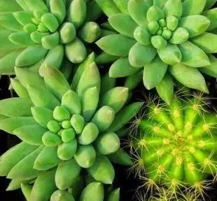 什么植物对电脑防辐射最好,什么植物好养又防辐射