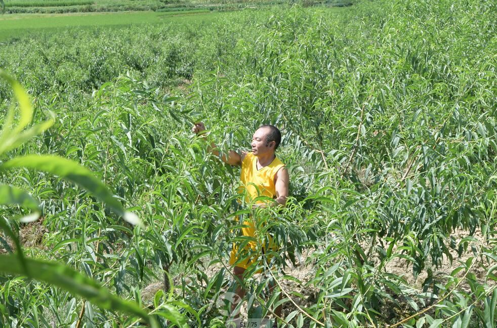 尝“稀奇”尝出赚钱门路