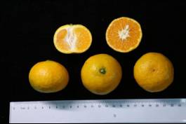 柑橘新优良种类,柑橘新品种介绍视频