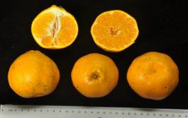 柑橘新优良种类,柑橘新品种介绍视频