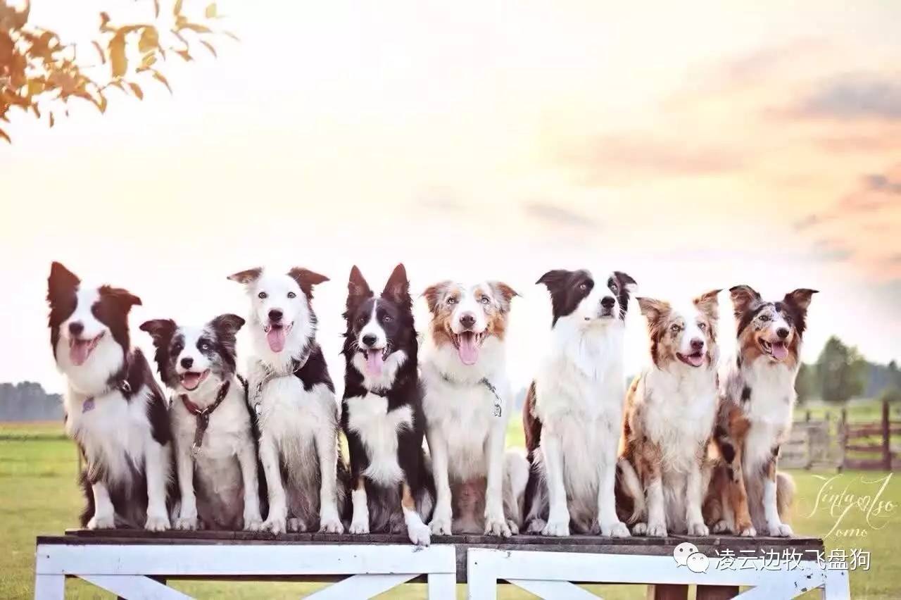 狗妈妈产后需要注意的事项