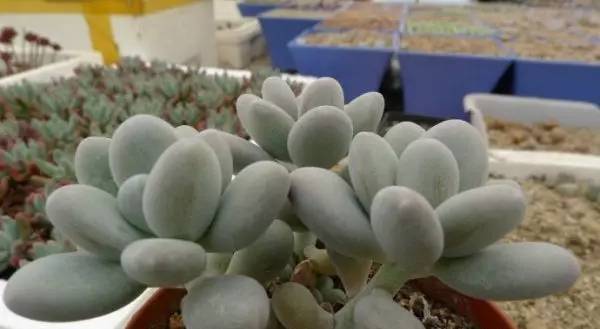 什么植物对电脑防辐射最好,什么植物好养又防辐射