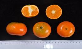 柑橘新优良种类,柑橘新品种介绍视频