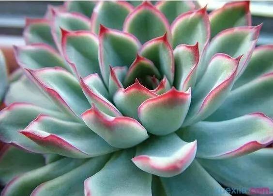 什么植物对电脑防辐射最好,什么植物好养又防辐射