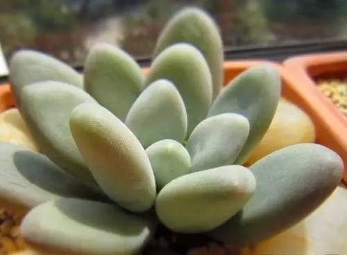 什么植物对电脑防辐射最好,什么植物好养又防辐射