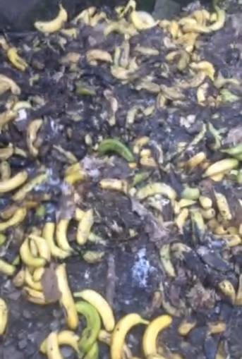 树上是好蕉，到货全水烂？！客商代办都喊冤，原来罪魁祸首竟是······