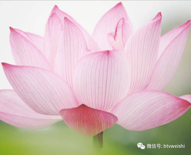 养生堂肥胖对健康的影响,养生堂肥胖背后的脏腑危机