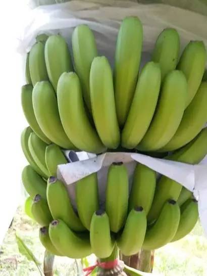 树上是好蕉，到货全水烂？！客商代办都喊冤，原来罪魁祸首竟是······