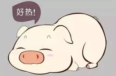 夏季给猪降温不能忽视,夏天怎么给猪解暑降温