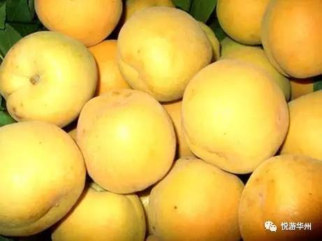 华州四张名片,华州区四张名片