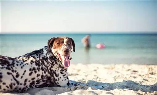 秦皇岛带狗冬天去哪里玩,北戴河三天两晚民宿可带狗