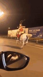 你家猫被人抓去画本子了！