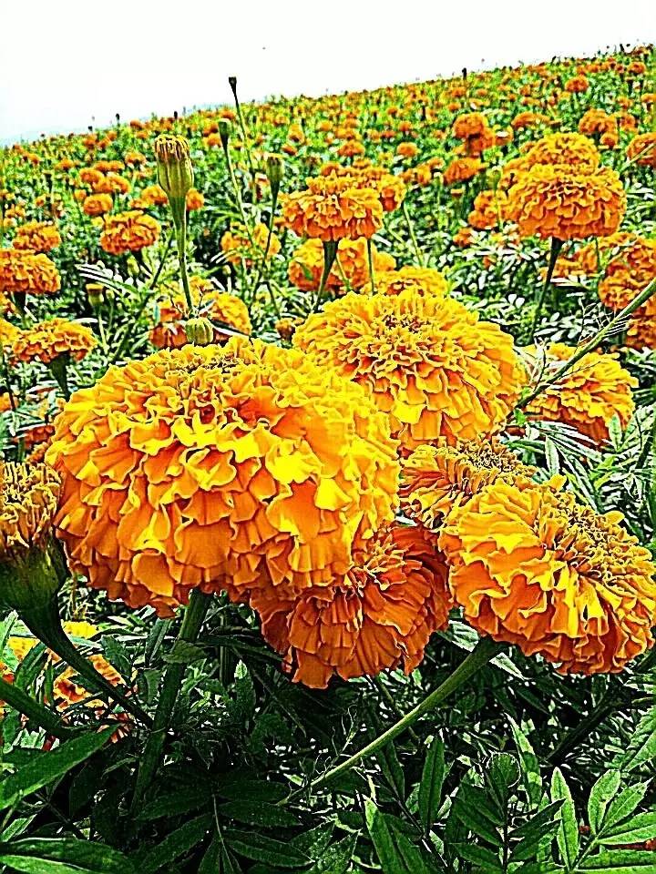 满城尽带黄金甲！开远这地儿已美成童话，你若不来，花为谁开？