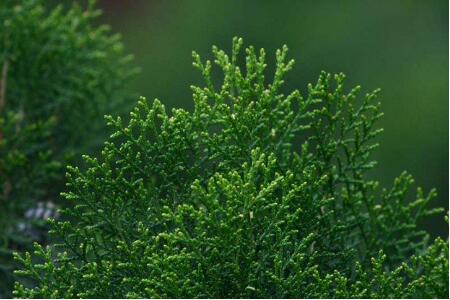 猪生病用什么药最好,治疗猪病正确方法