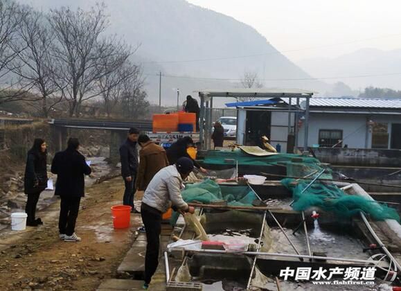 从颗粒无收到年赚百万,一位“农民赛车手”到石斑鱼“老大”的养殖之路