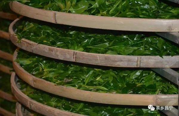 喝千年古树茶的好处,喝古树红茶出高级感