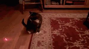 你家猫被人抓去画本子了！