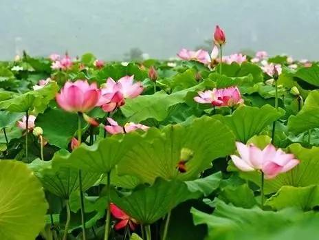 怎么形容王者荣耀打得厉害,怎么形容王者荣耀的人厉害