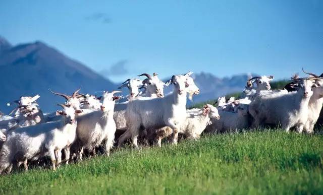 「从东博会出发」百跃羊乳借东风“走”出民族乳业“国际范儿”