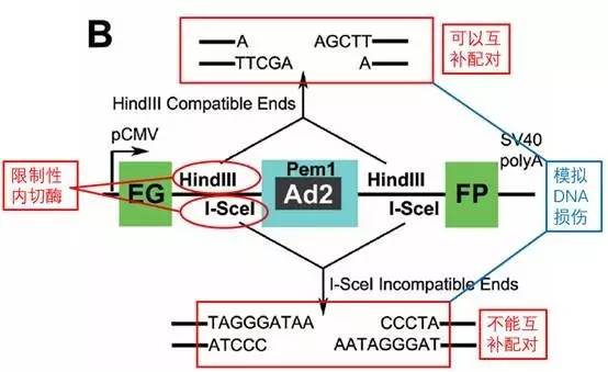 详细说明2种dna损伤修复机制,DNA损伤修复机制有什么