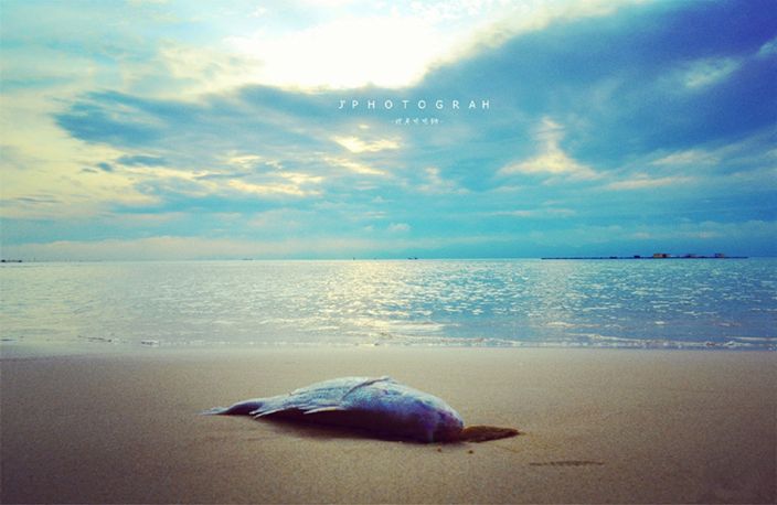 秦皇岛带狗冬天去哪里玩,北戴河三天两晚民宿可带狗