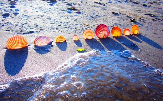 秦皇岛带狗冬天去哪里玩,北戴河三天两晚民宿可带狗