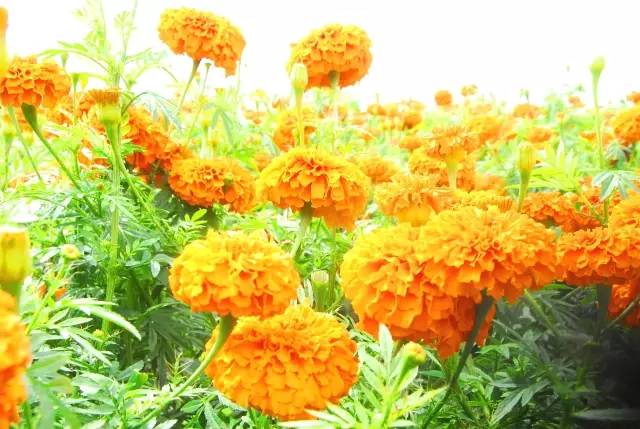 满城尽带黄金甲！开远这地儿已美成童话，你若不来，花为谁开？