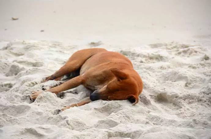 秦皇岛带狗冬天去哪里玩,北戴河三天两晚民宿可带狗