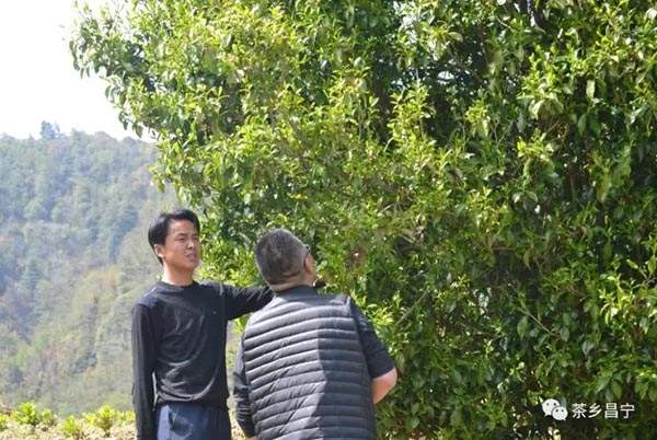 喝千年古树茶的好处,喝古树红茶出高级感