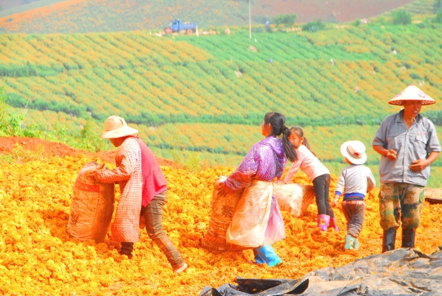 满城尽带黄金甲！开远这地儿已美成童话，你若不来，花为谁开？
