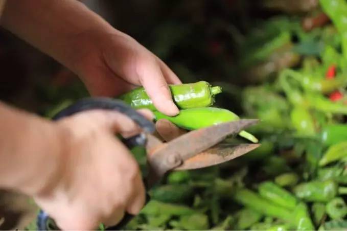 竹溪农家泡菜,竹溪特色泡菜有哪些