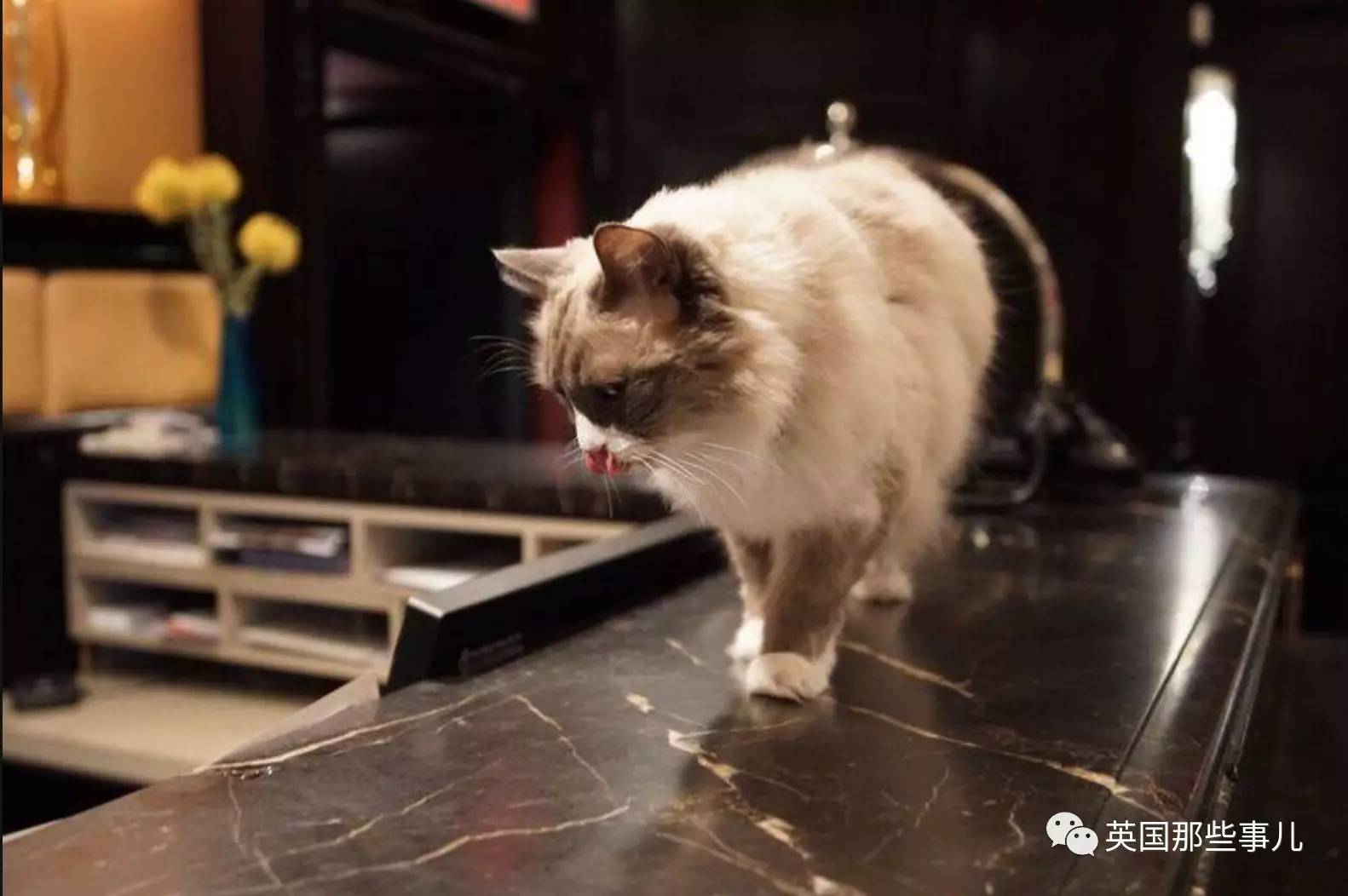 在职7年的喵掌柜终于退休,勤勤恳恳主动加班……对接任的也是放心不下啊……