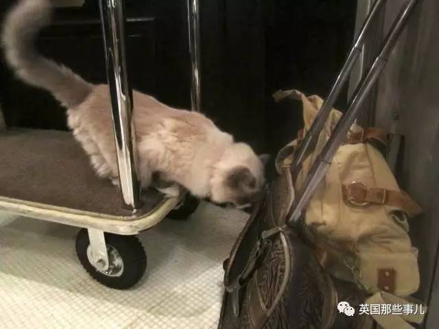 在职7年的喵掌柜终于退休,勤勤恳恳主动加班……对接任的也是放心不下啊……