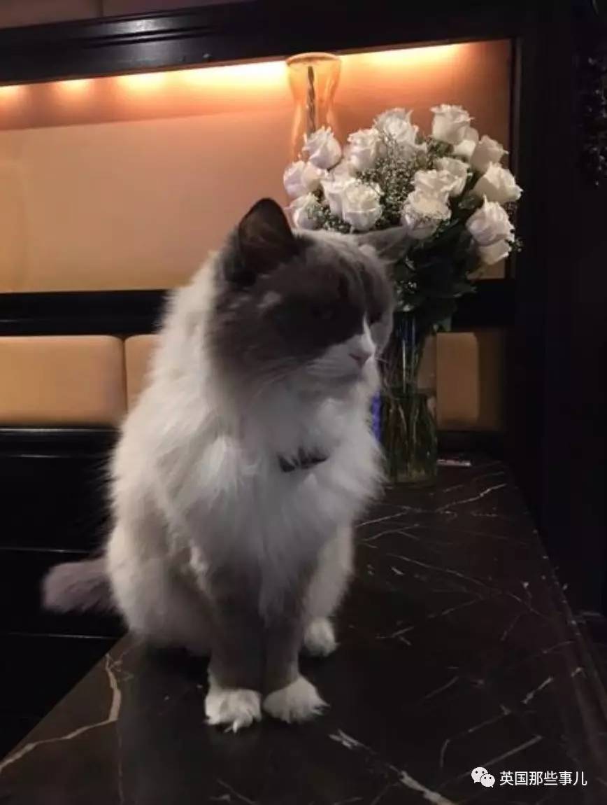 在职7年的喵掌柜终于退休,勤勤恳恳主动加班……对接任的也是放心不下啊……