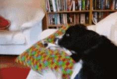 屋里养金毛怎么上厕所,家里养了一只金毛和一只萨摩