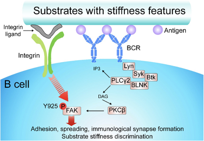 机械力调控B淋巴细胞免疫活化研究获新进展