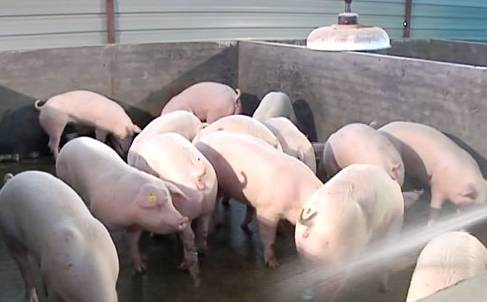 夏季给猪降温不能忽视,夏天怎么给猪解暑降温